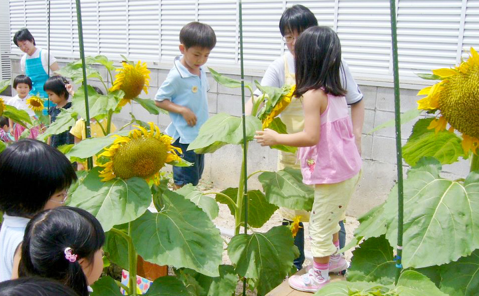 咲いたひまわりの観察