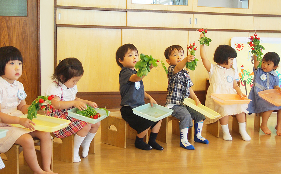 収穫した二十日大根