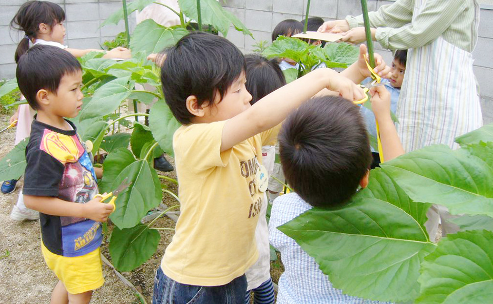 植えたひまわりの丈計り